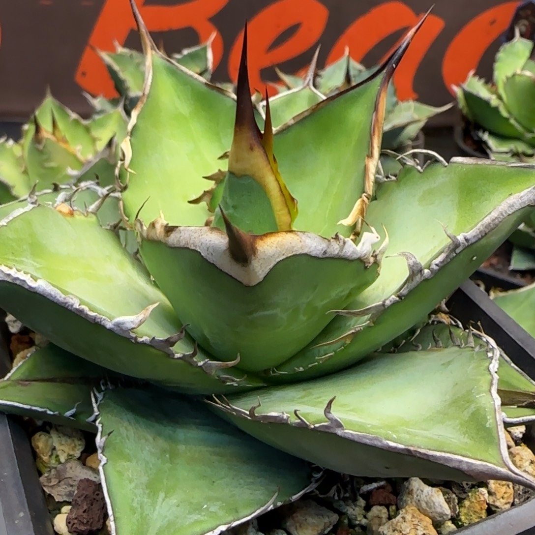 实生12号啦啦啦啦啦