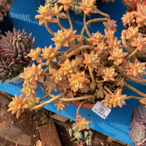 ?1481橙色恋人多肉