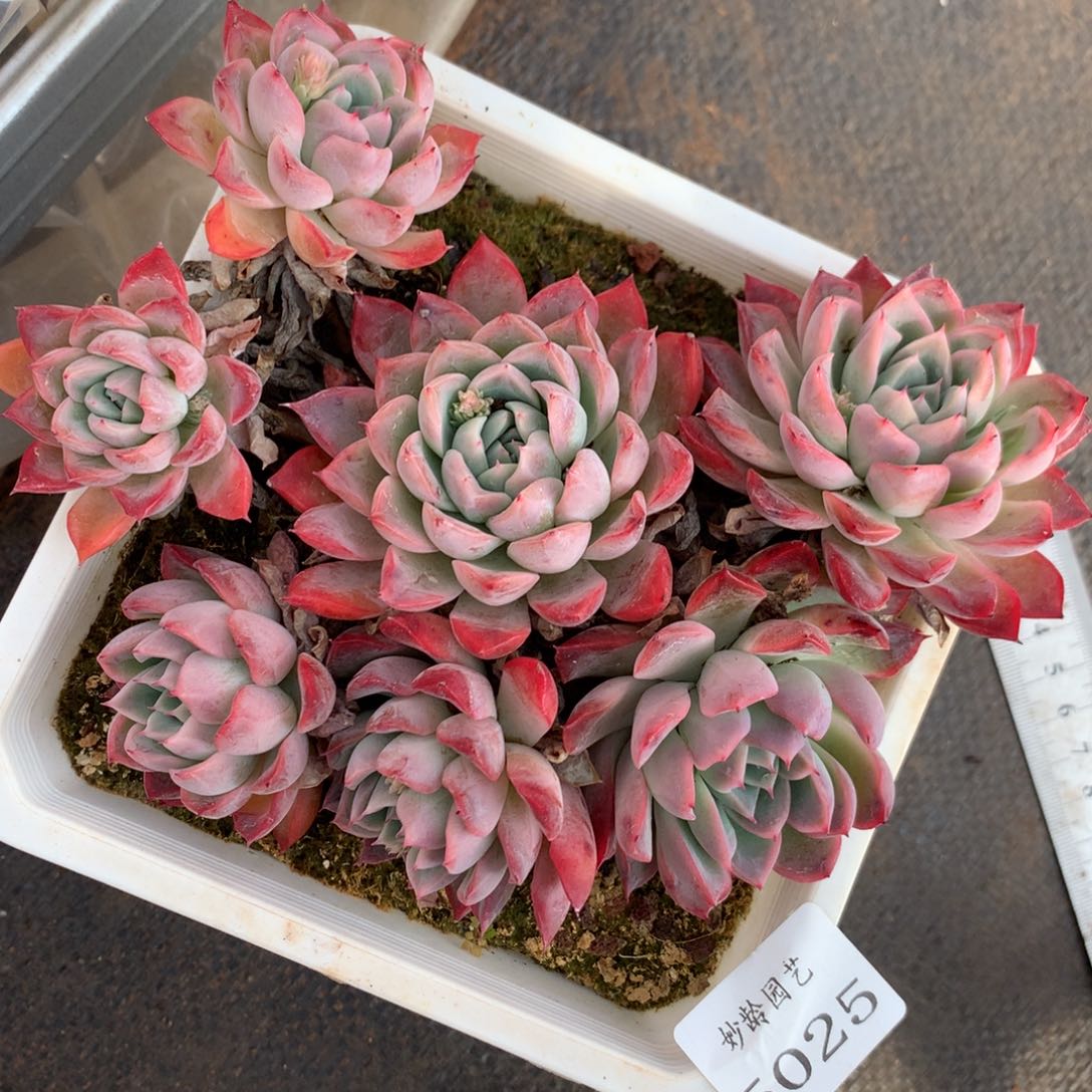 5025杂交精品基地14厘米