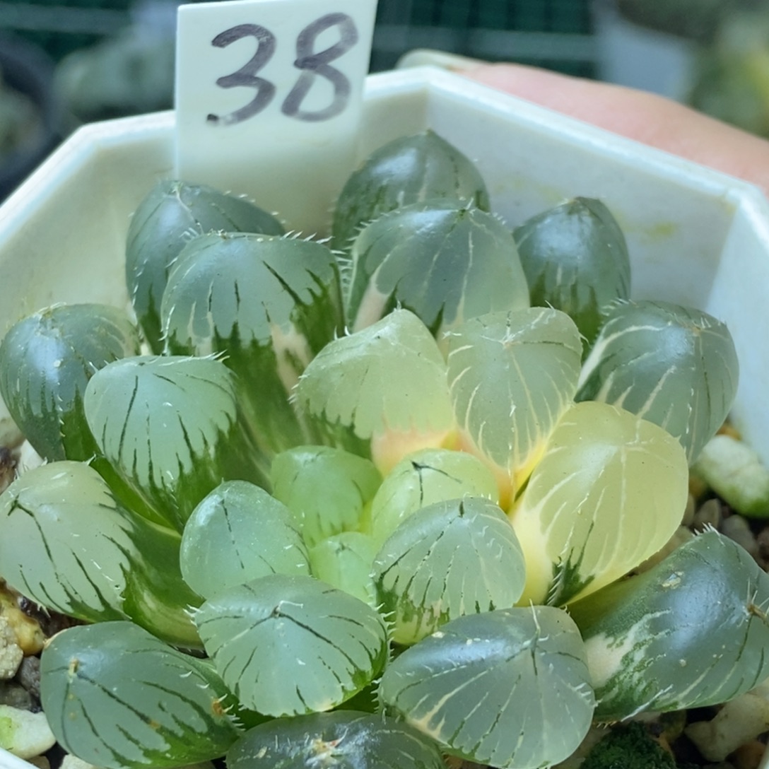 15号玉露锦一物一拍