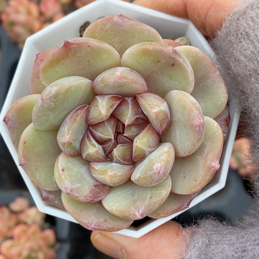 精品多肉一物一拍不包整177