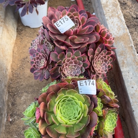 多肉植物雨荷花妖二个