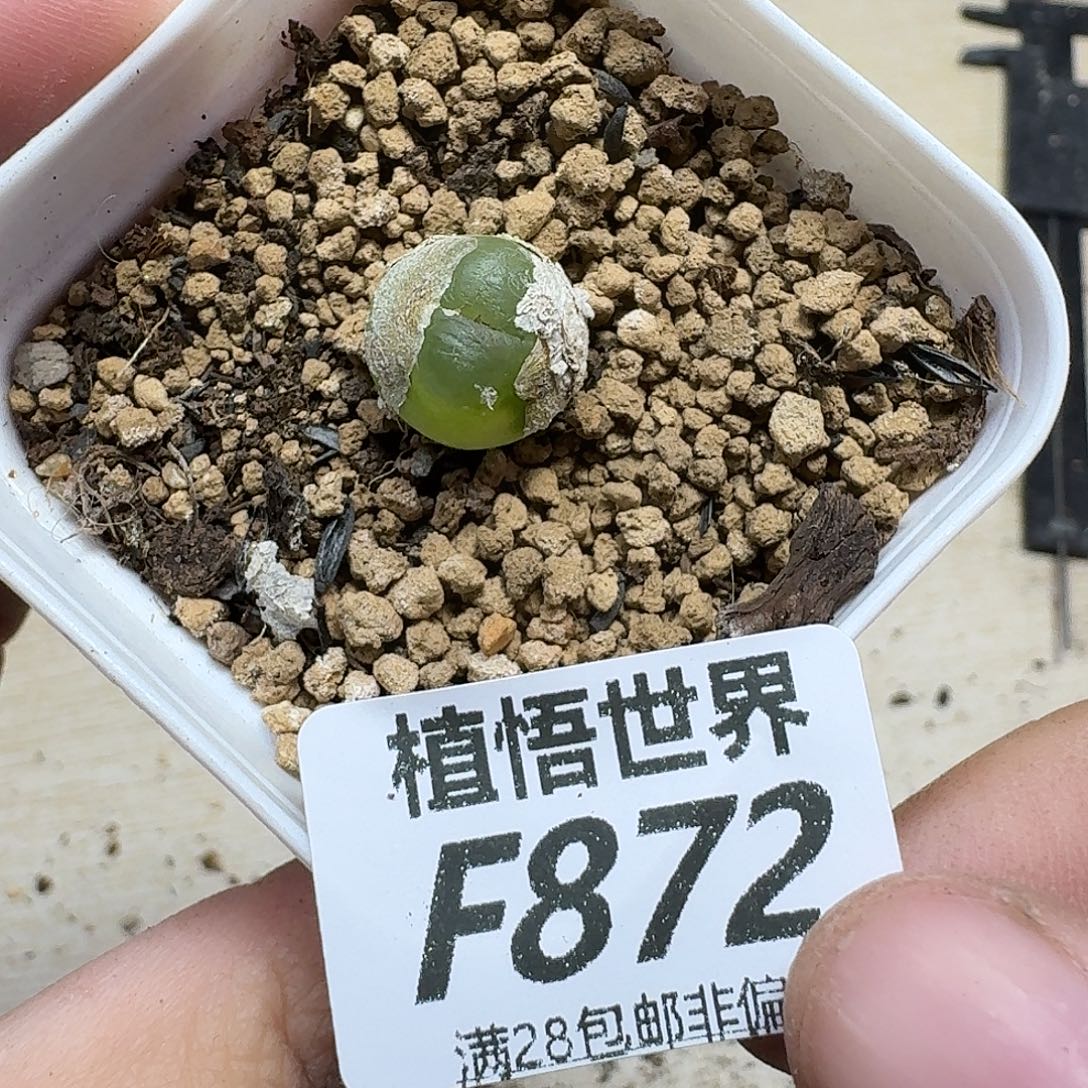 多肉植物的润泽fhhj