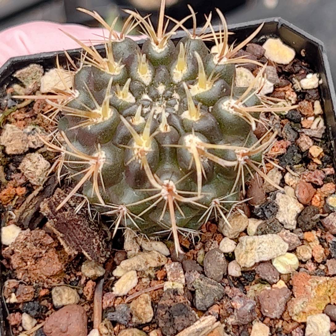 实生 登阳丸仙人球