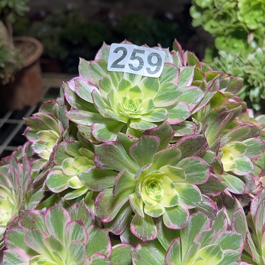 雨***菥多肉植物一个万花同259