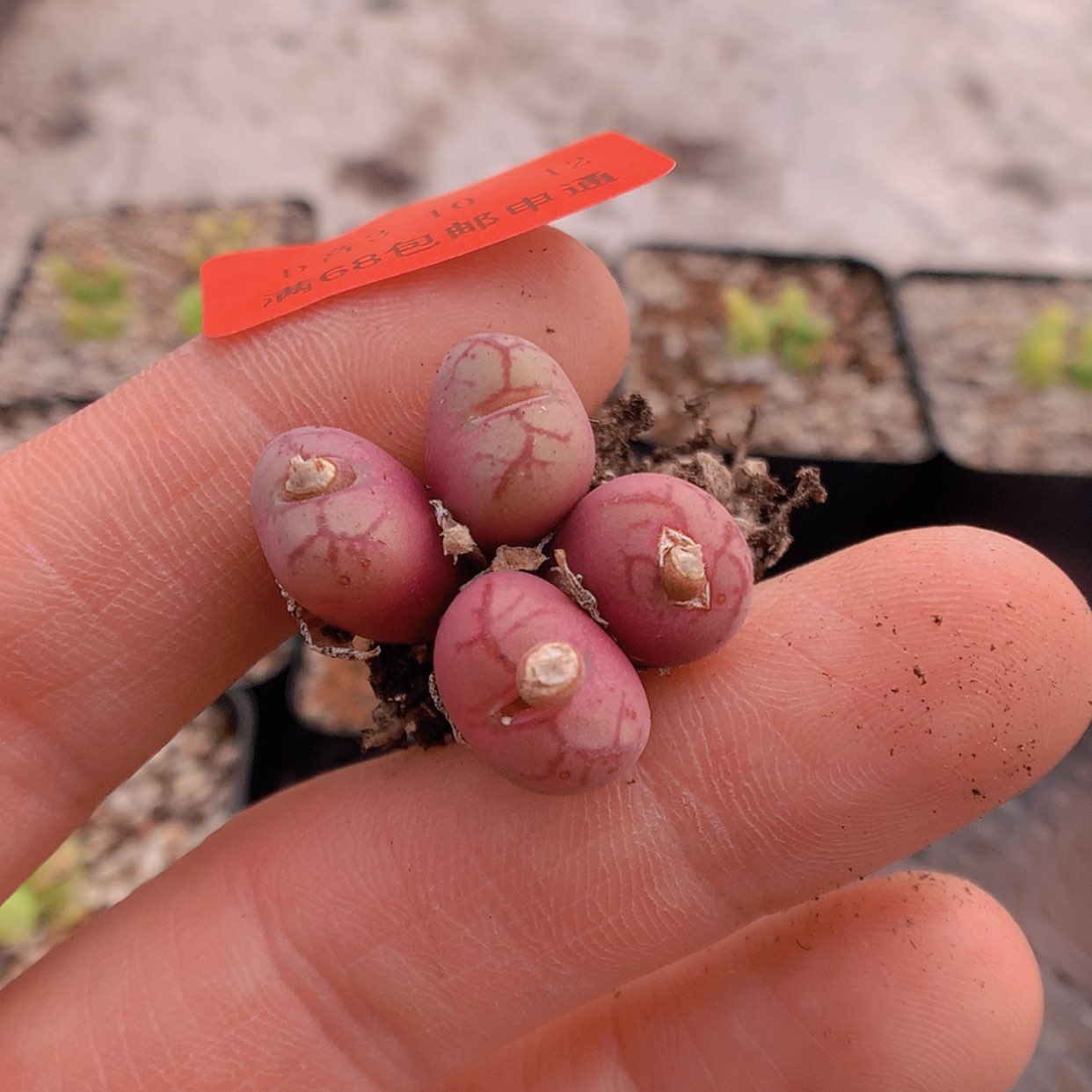 【闪购商品】3-10-12 猴脸肉锥 25