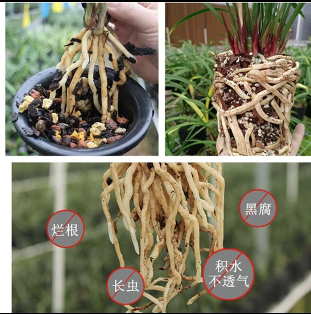 兰花四合一植料 疏松滤水保湿 容易养出水晶根