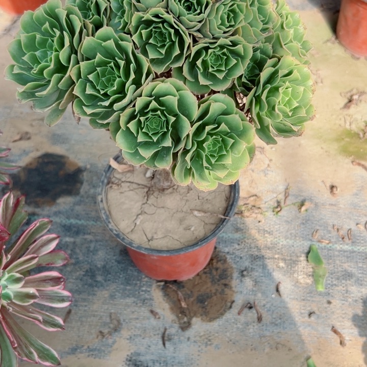 149绿羊绒多肉植物