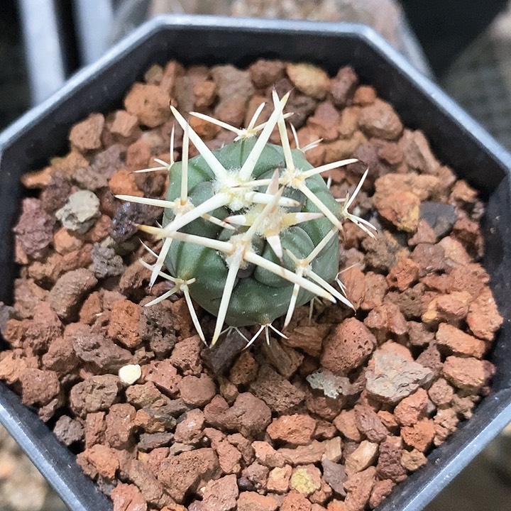 孤品实生优选粗刺龙角冠2.5cm仙人球