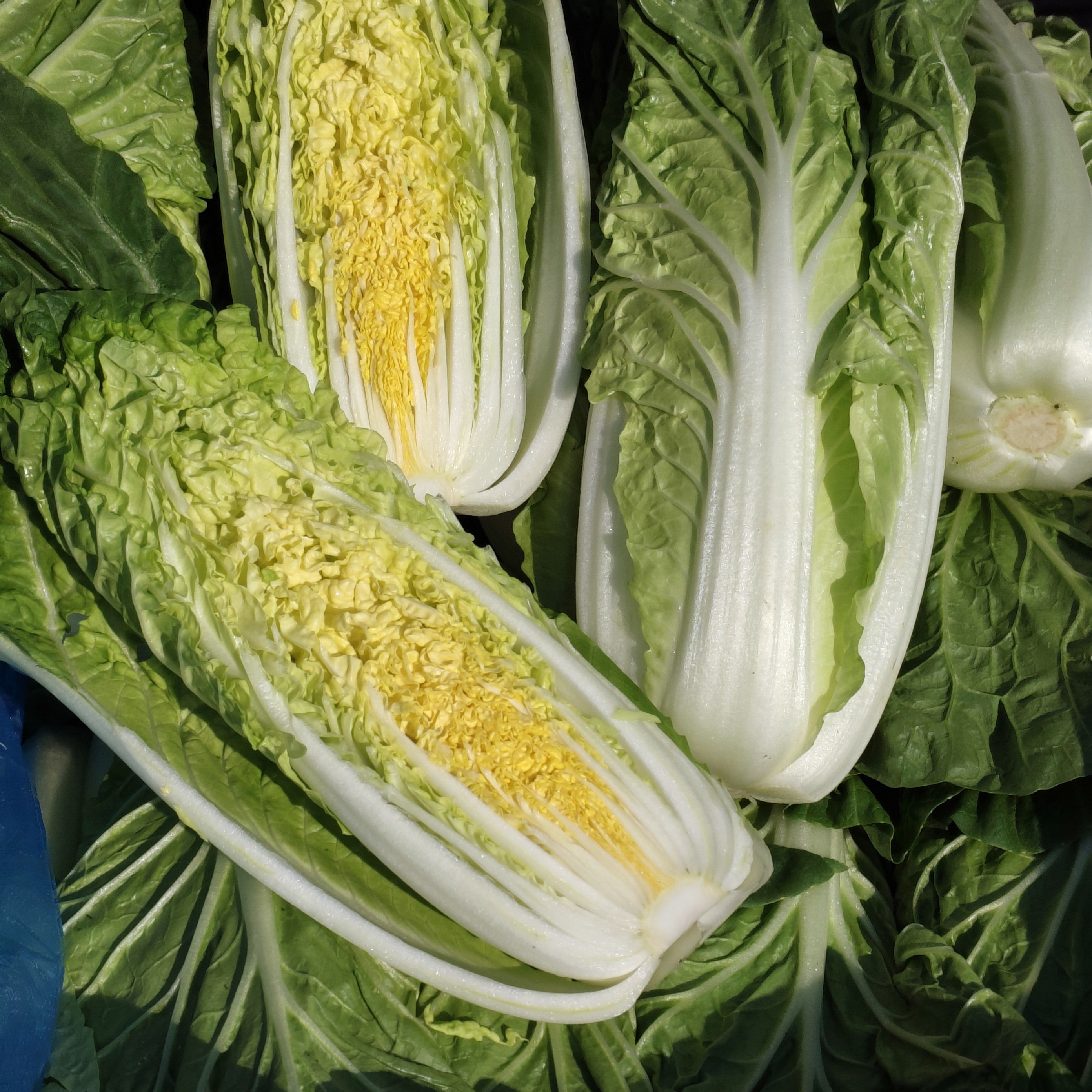 云南黄心白菜黄心白菜