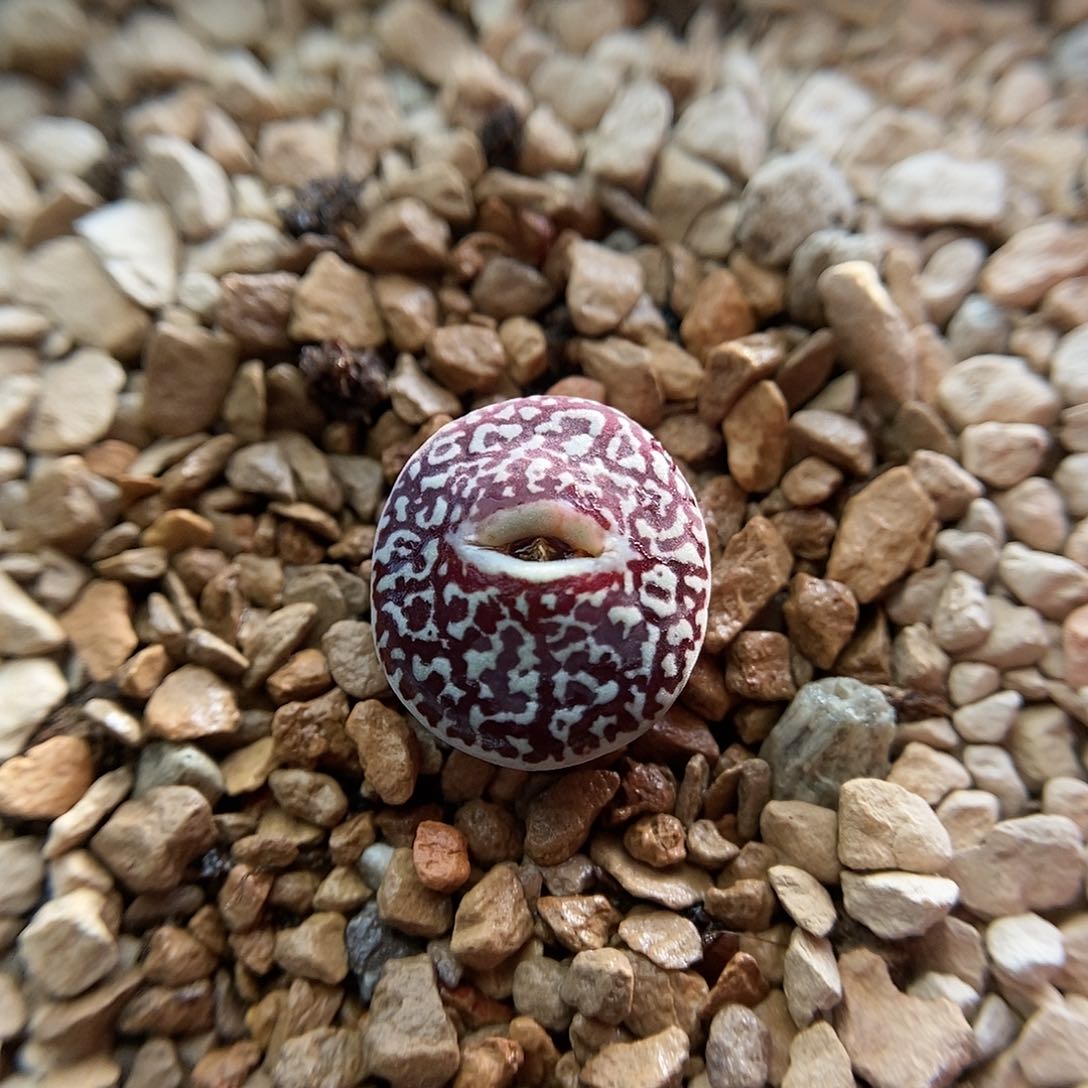 714墨小锥一颗母本优选分头包邮