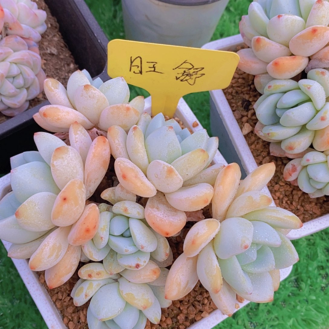 女神活动，多肉植物，一单包邮