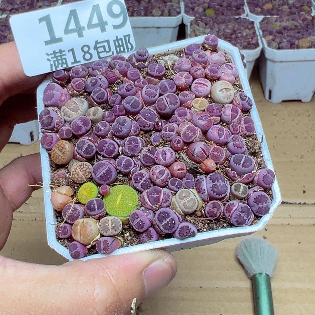 【闪购商品】 1449。   