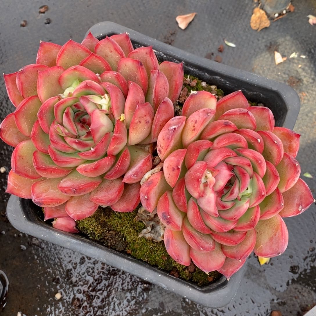 700杂交多肉老桩