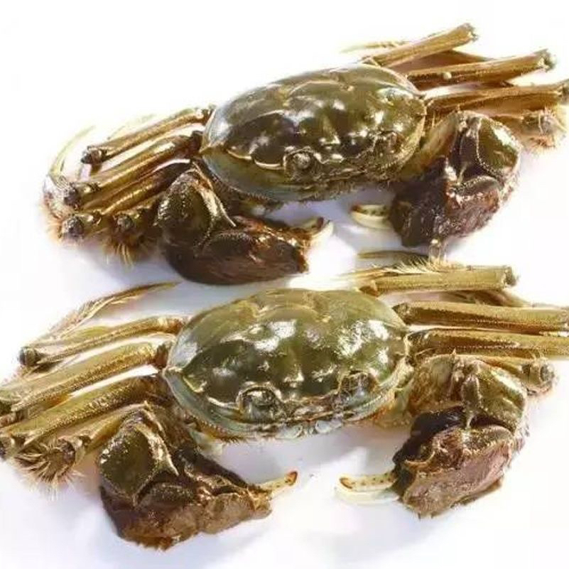 【活蟹】鲜活大闸蟹3 两母蟹/只