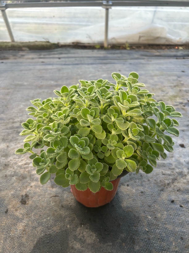 碰碰香盆栽一抹香室内阳台绿植可驱蚊驱虫净化空气