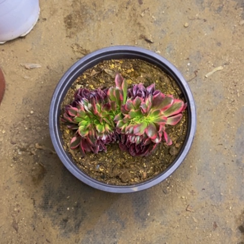 美杜莎多肉植物3869