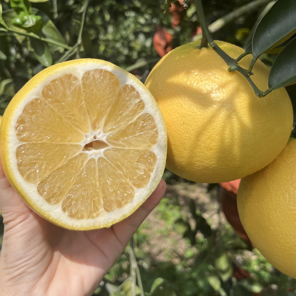 【整果】葡萄柚1枚350g