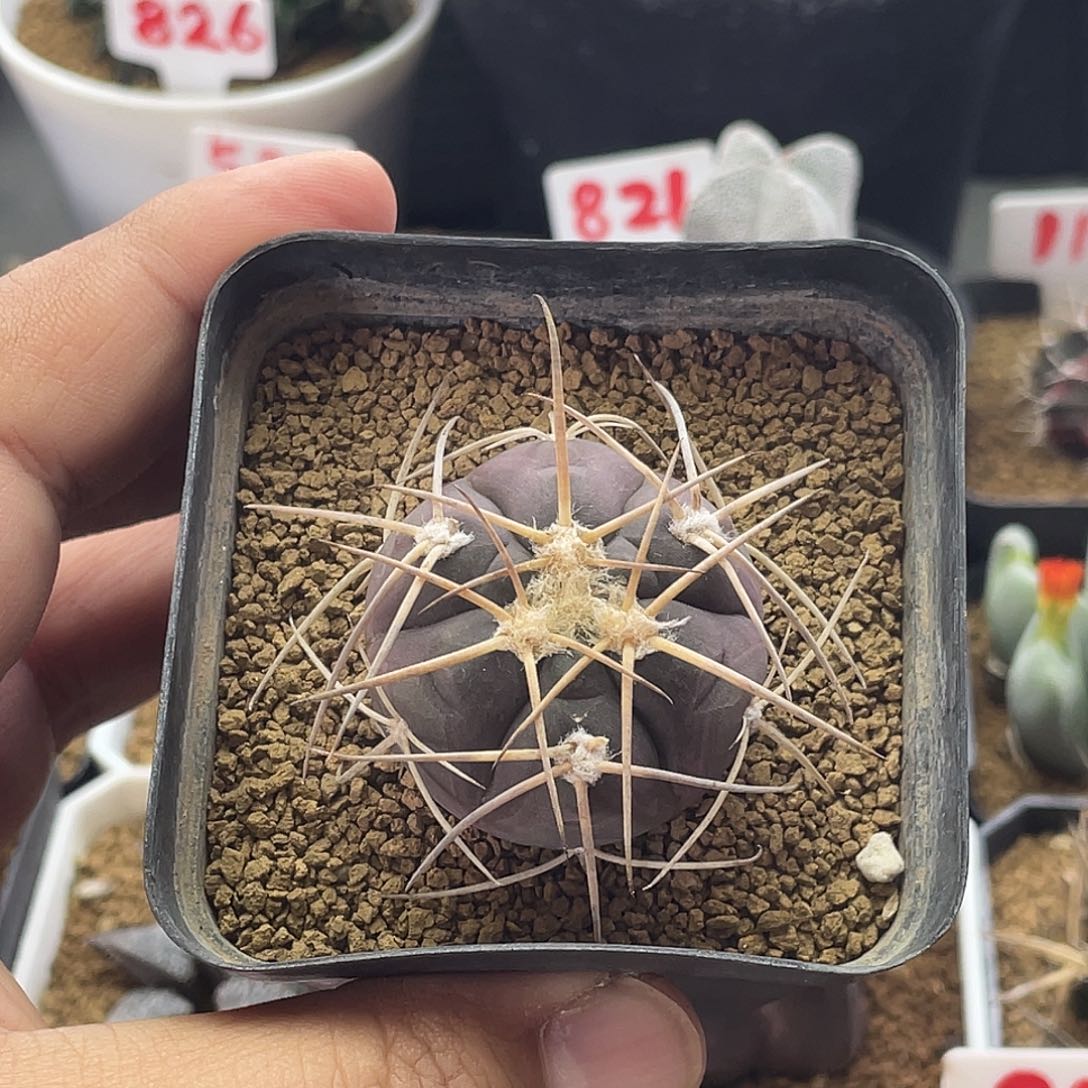 实生紫皮趴刺天平丸 脱土包邮