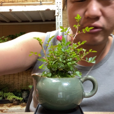 红陶一物一拍所见即所得185