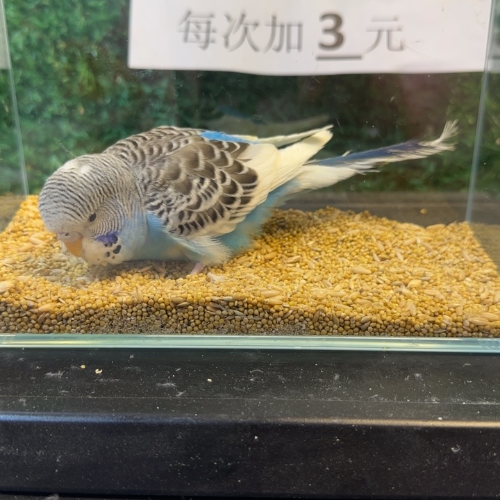 虎皮鹦鹉大头虎皮鹦鹉