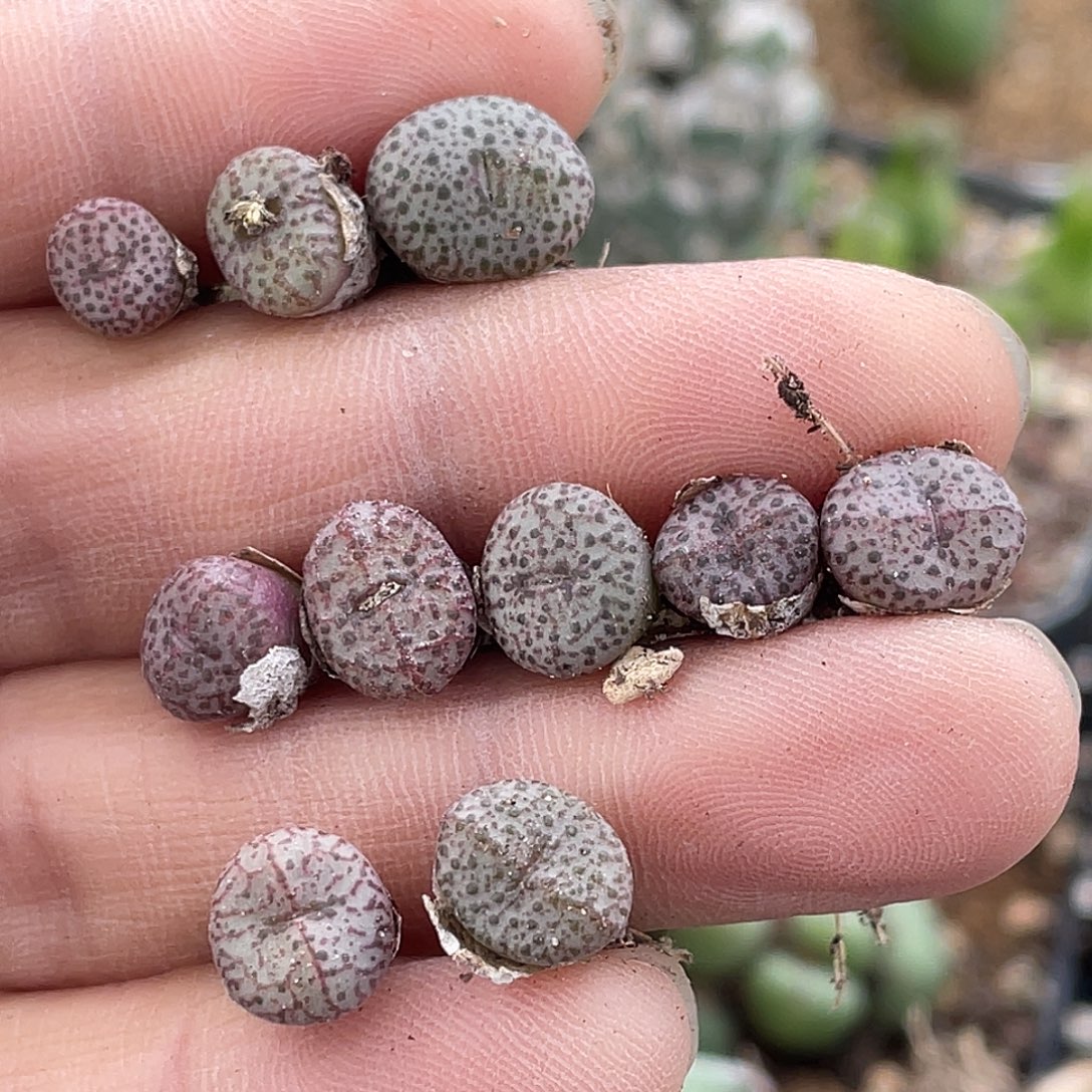 火龙果一颗量拍肉锥