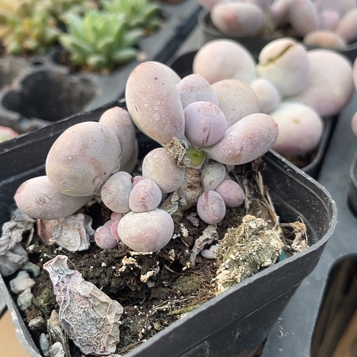 一我一拍彩虹奶满18包邮