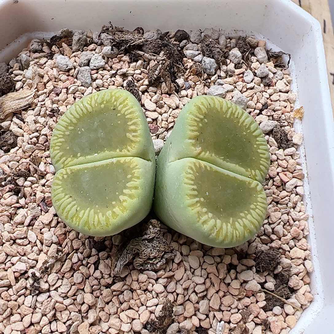 无花朵绿光阳母本带盆发……………………