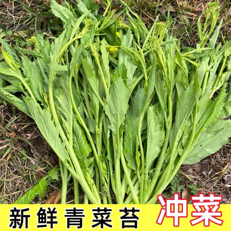 贵州新鲜青菜苔青菜尖辣菜腌菜酸菜冲菜凉拌菜现摘白菜苔当季蔬菜
