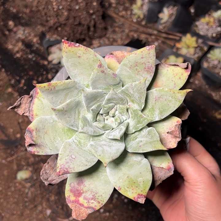 252哈哈哈哈哈哈哈