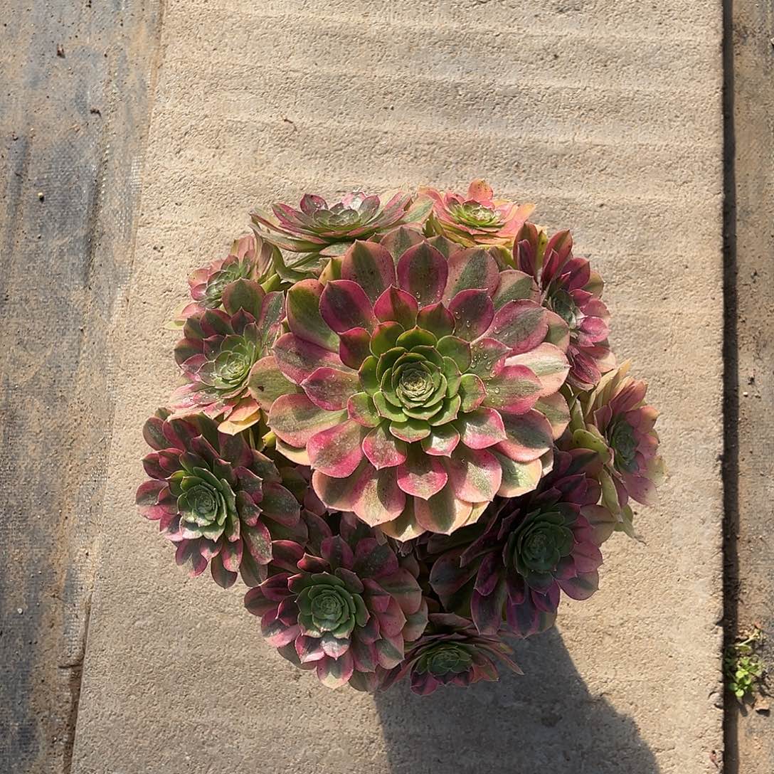 雨荷法师多肉植物漂亮