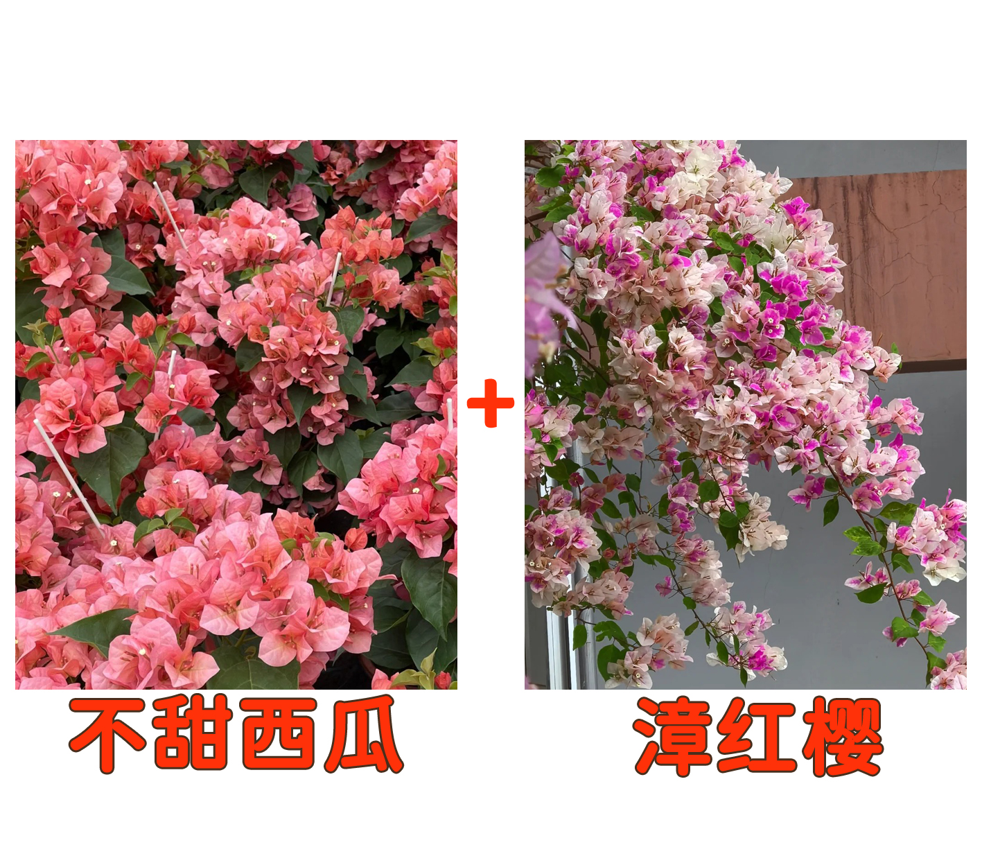 【不甜西瓜+漳红樱】到手2颗  勤花耐热三角梅基地直邮不带花不带盆