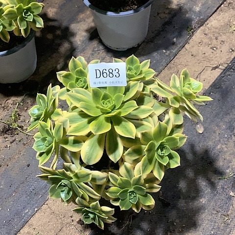 683星爆多肉法师锦