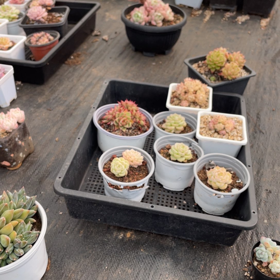 婉****寄养专拍宝贝专拍