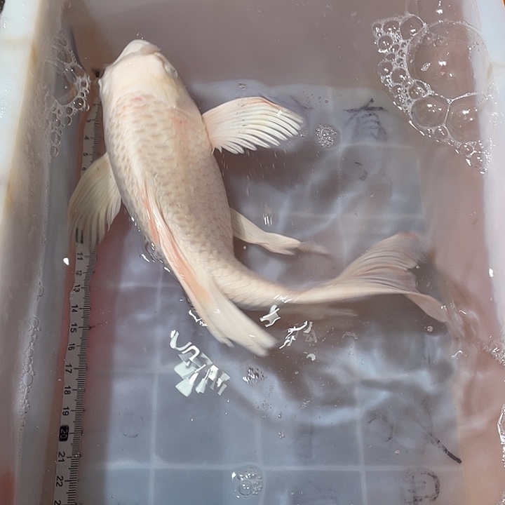 蝴蝶鲤鱼渔场直发54