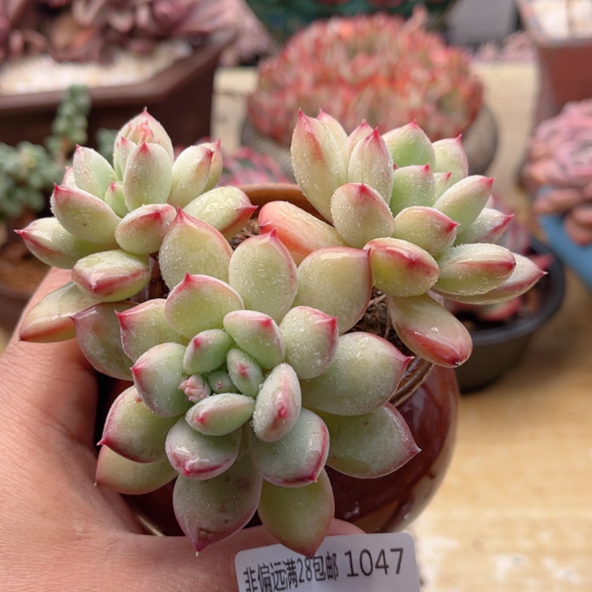 【闪购商品】1047蜜糖美人