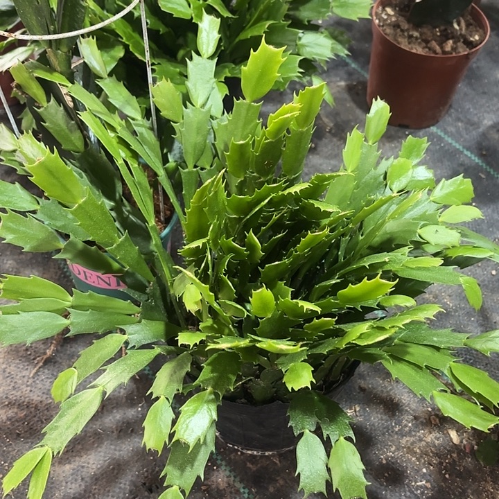 千***寻当前无花栽培后可以开花