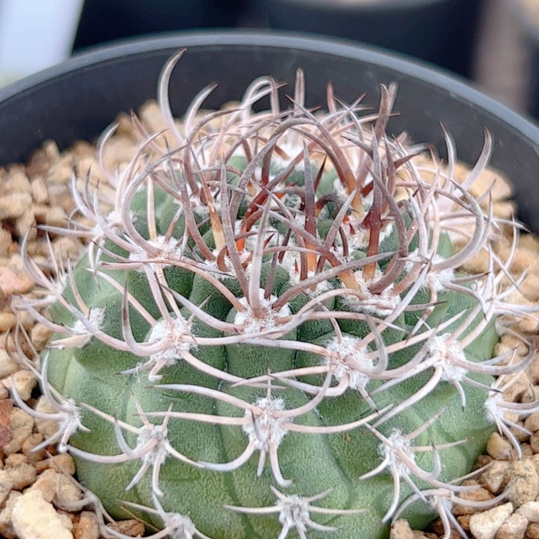 逆豹丸实生仙人球