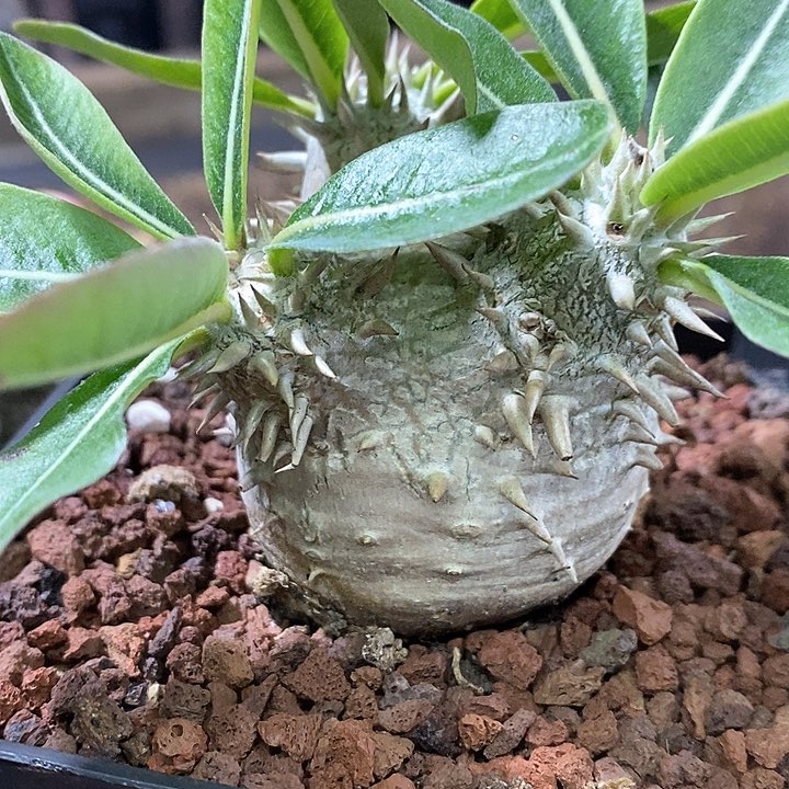 孤品实生控养象芽宫型惠比大黑块根4.7cm