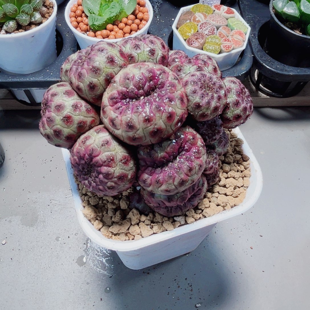 紫殿丸多肉植物666