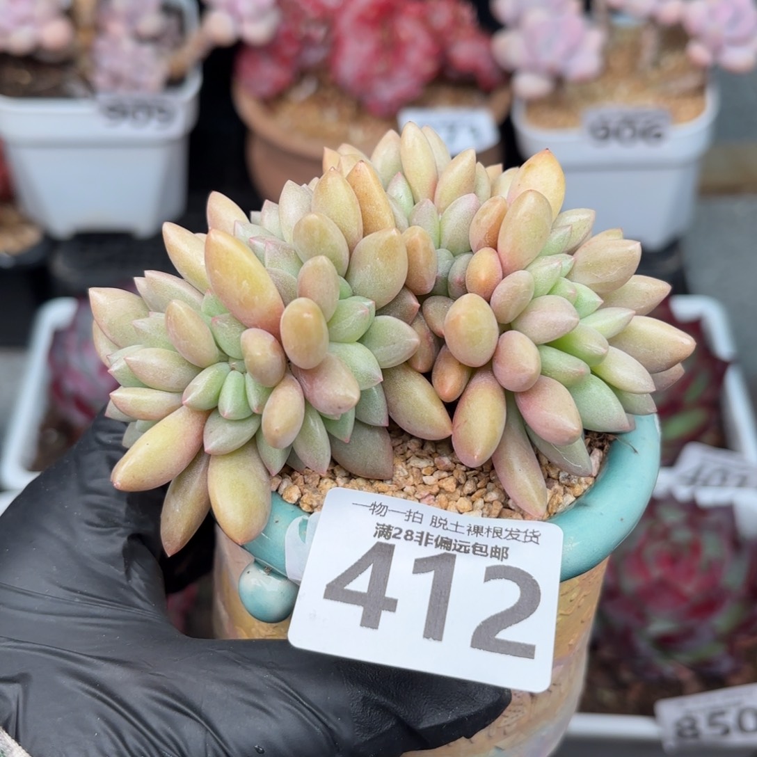 桃花源缀化无盆土发货