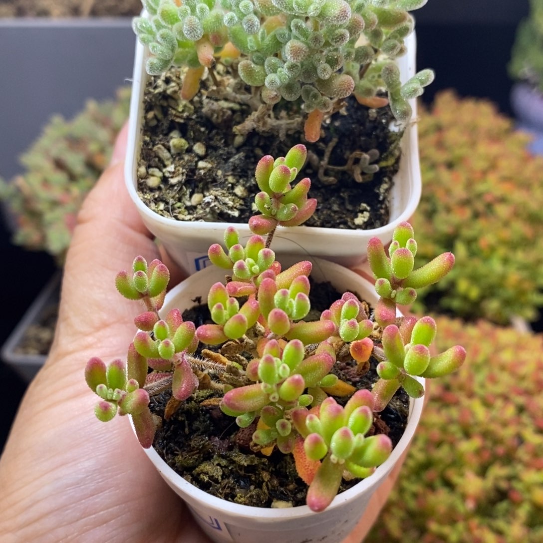 完全开放26号小冰晶2个（5cm）