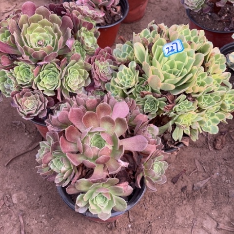 237多肉植物组合，
