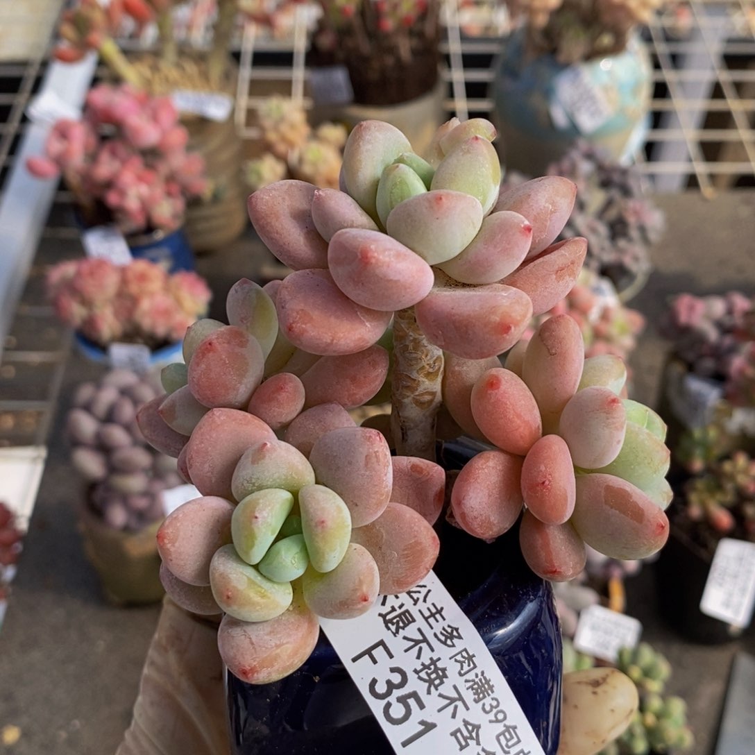 樱花洛神351。8c m