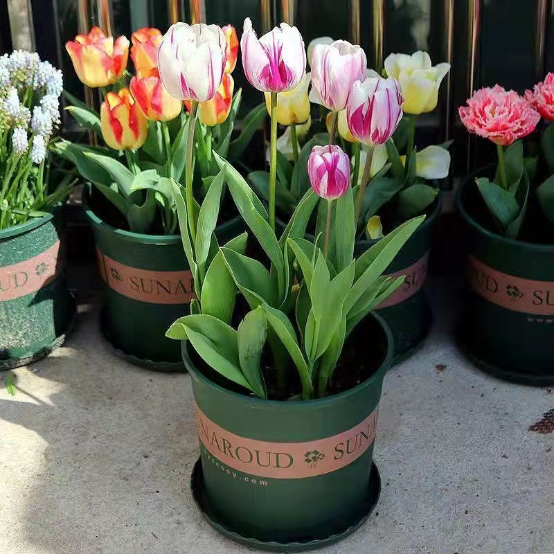 【带盆土栽好】郁金香种球多年生耐寒植物种子阳台庭院园艺花卉盆栽