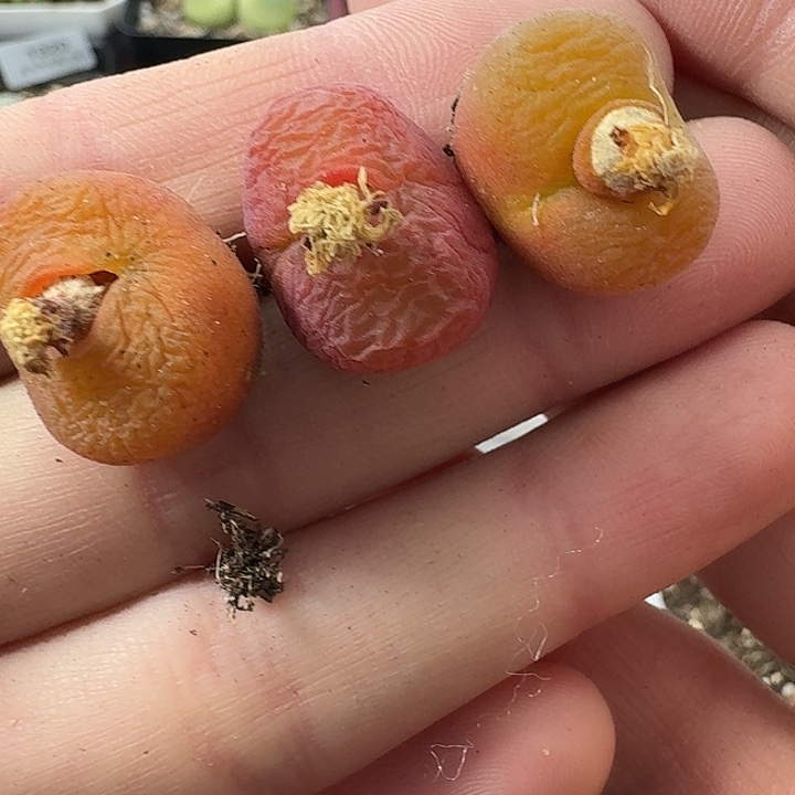 老马生石花，，1344