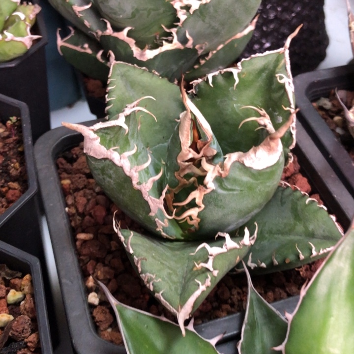 美杜莎仁王冠龙舌兰