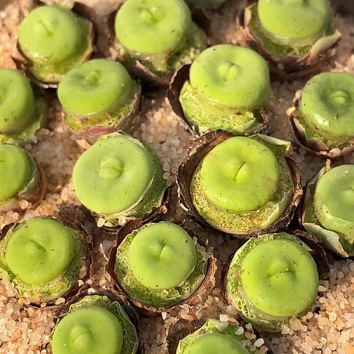 10518嘟嘟嘴一颗          