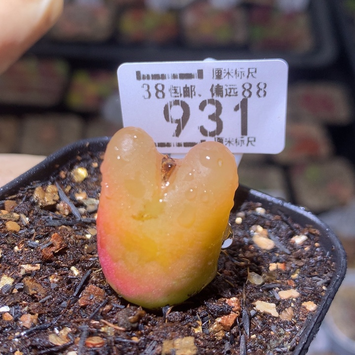 zzz精品生石花931