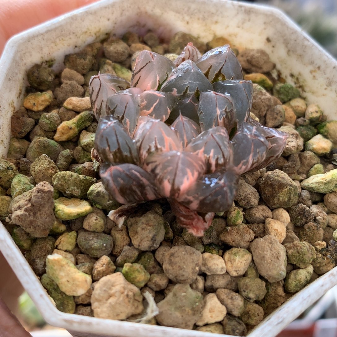 北极之光玉露锦，带盆一起